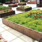 Enoshima, Kanagawa – Plant Nursery